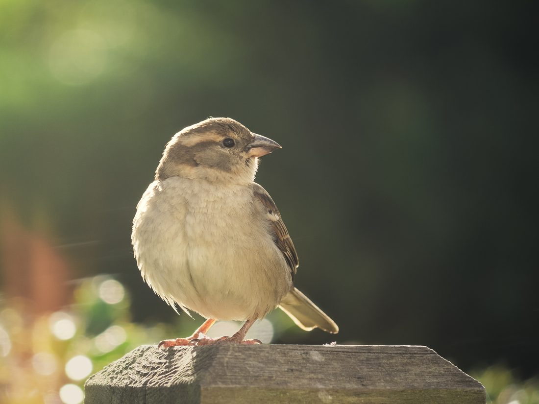 Photograph by Ruth Hutton